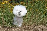 BICHON FRISE 496